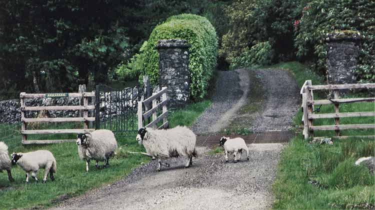 sheep in road
